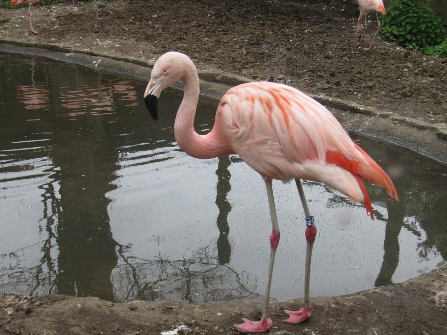 Chilean Flamingo