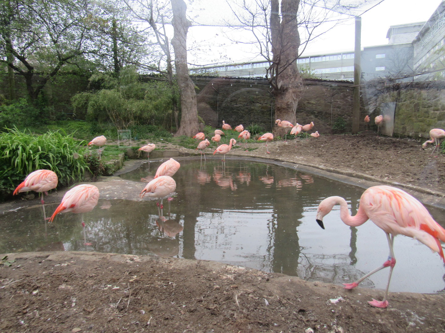 Chilean Flamingo