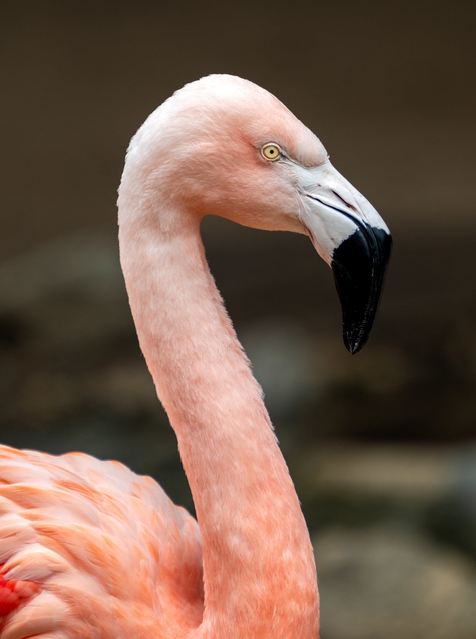 Chilean Flamingo