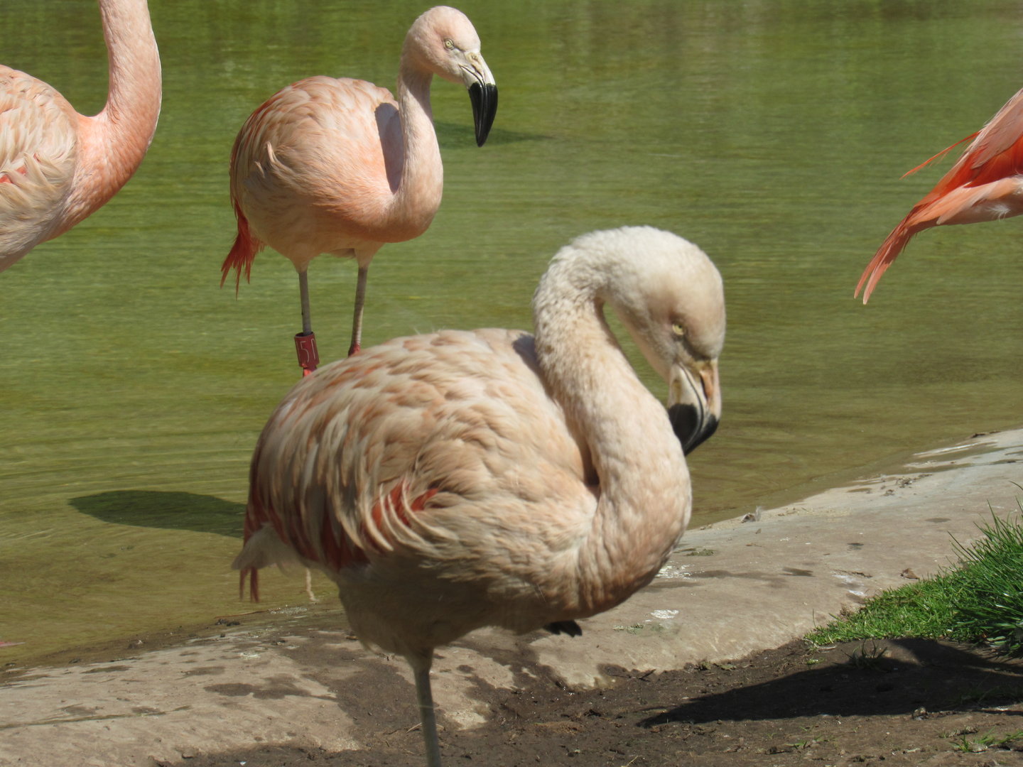 Chilean Flamingo