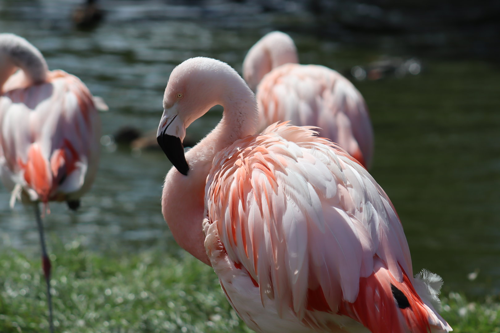 Chilean Flamingo