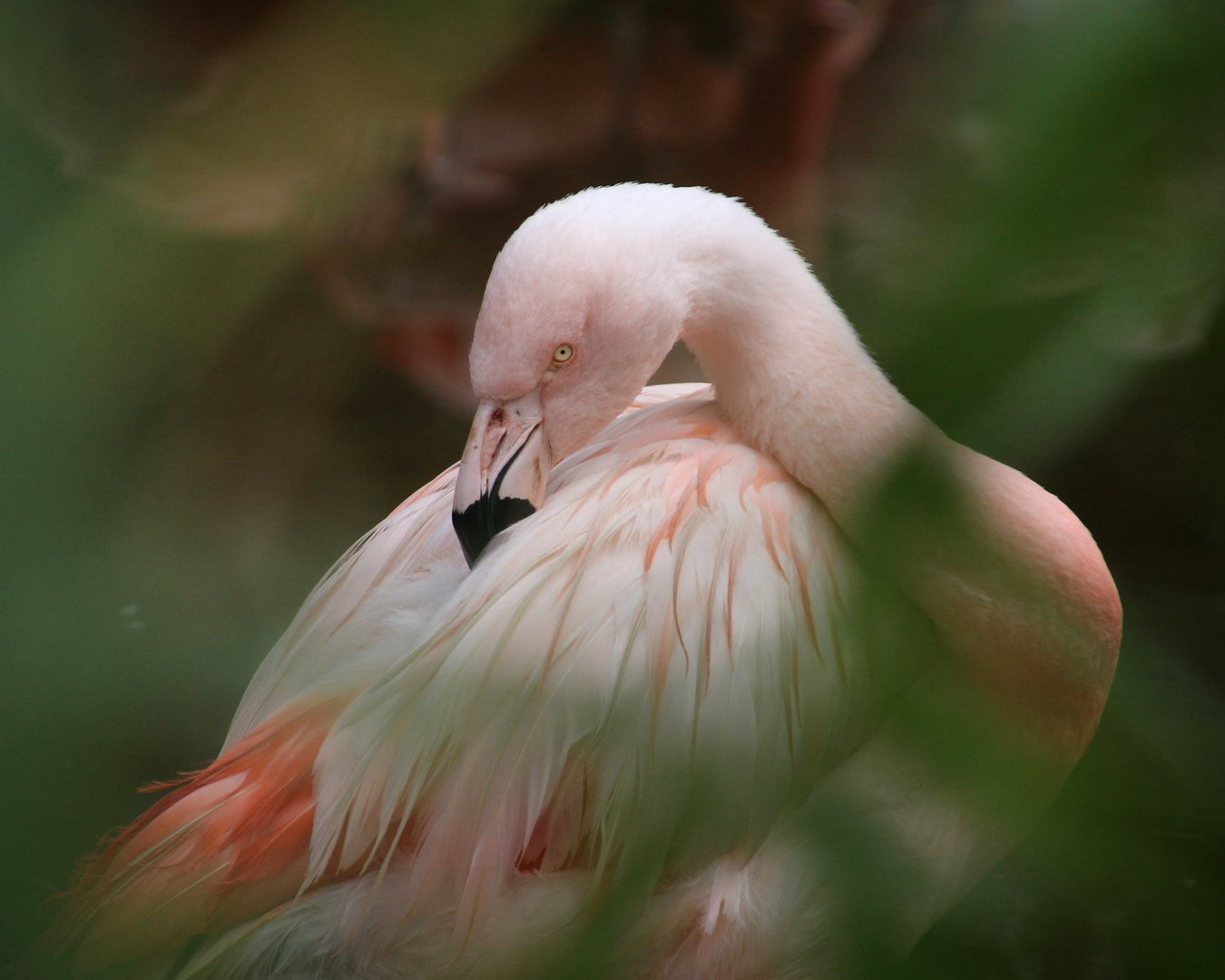 Chilean Flamingo