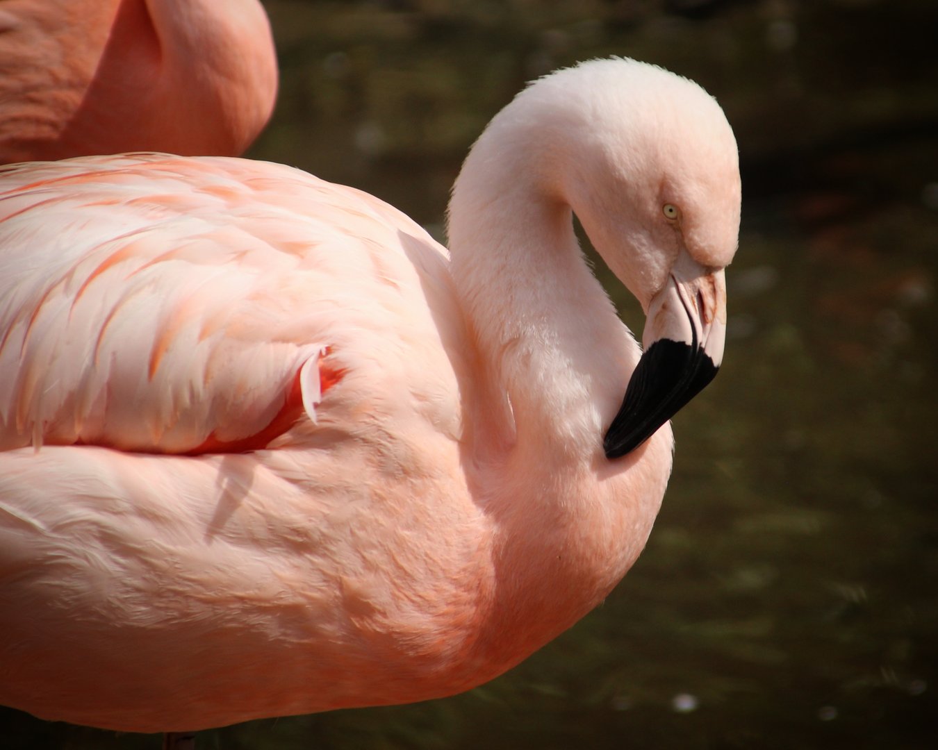 Chilean Flamingo