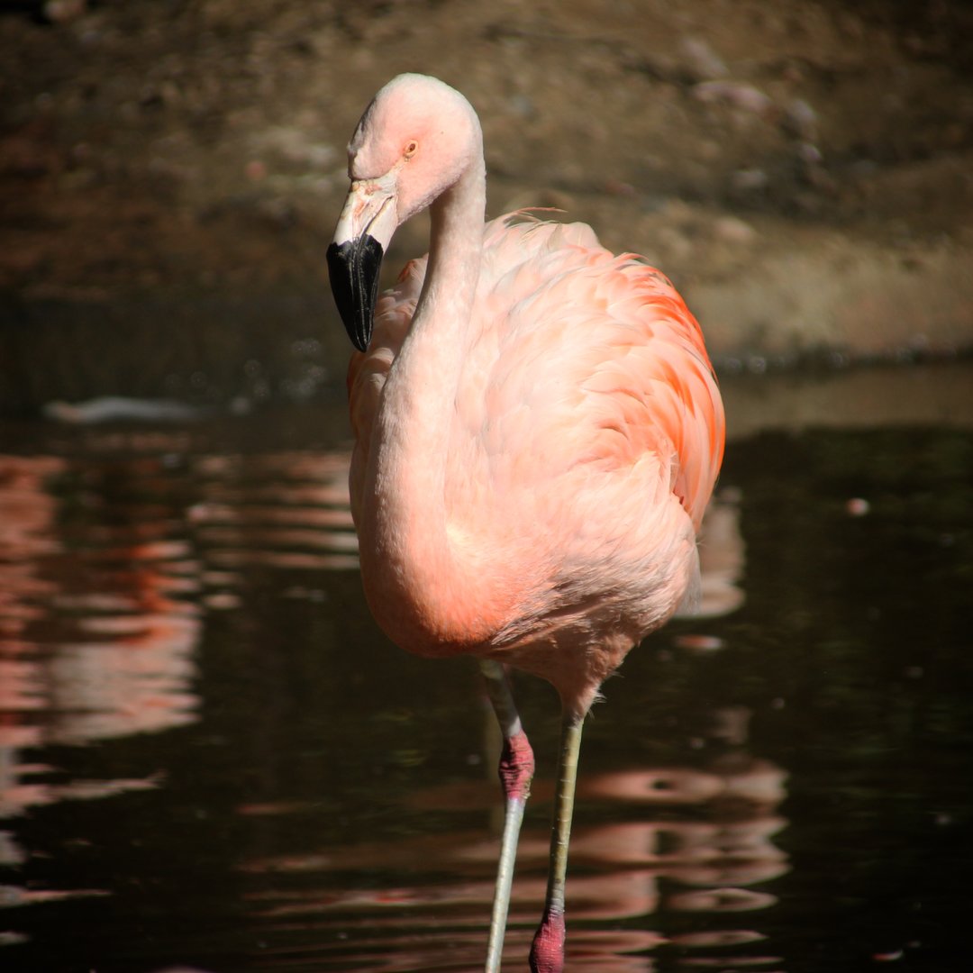 Chilean Flamingo