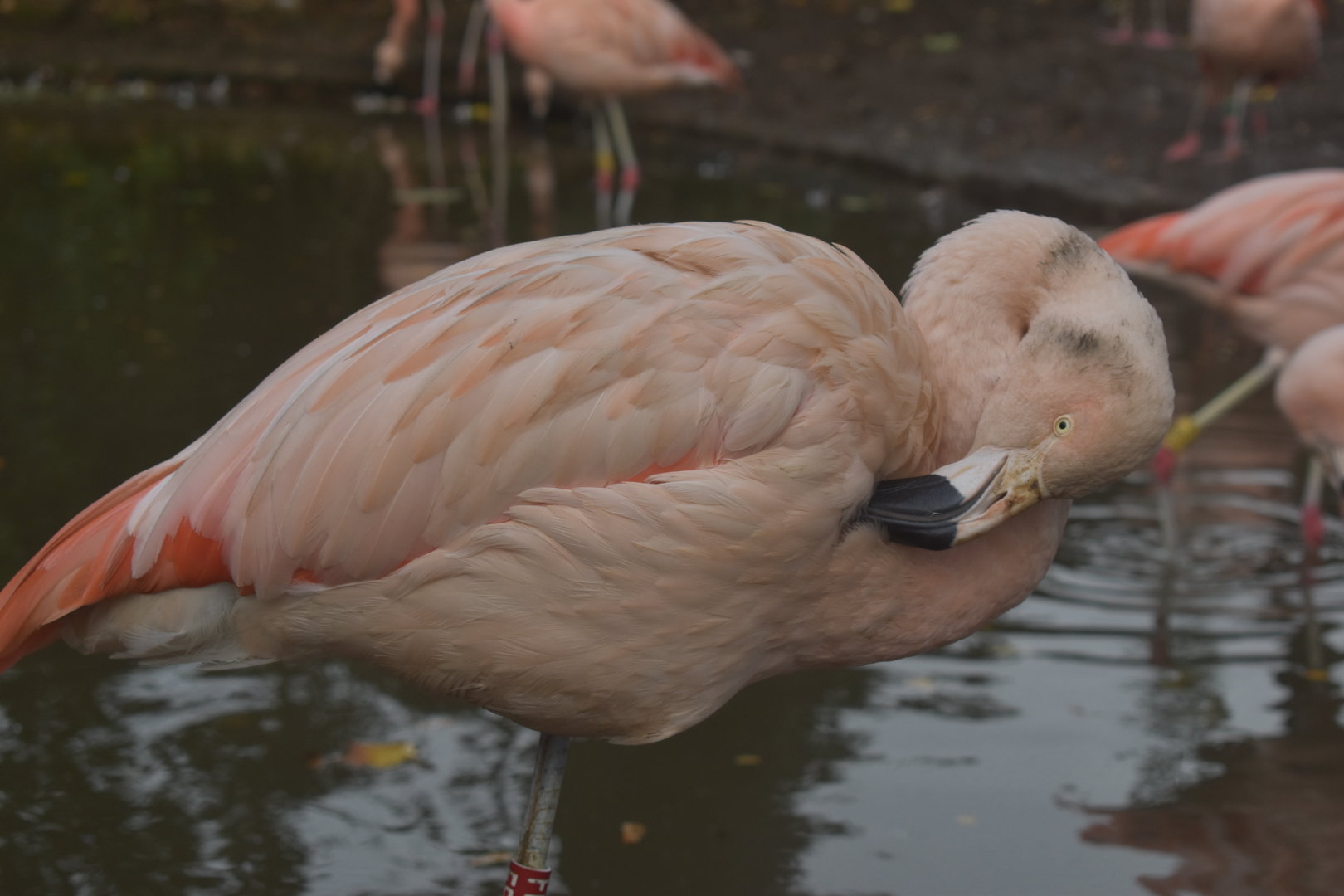 Chilean Flamingo