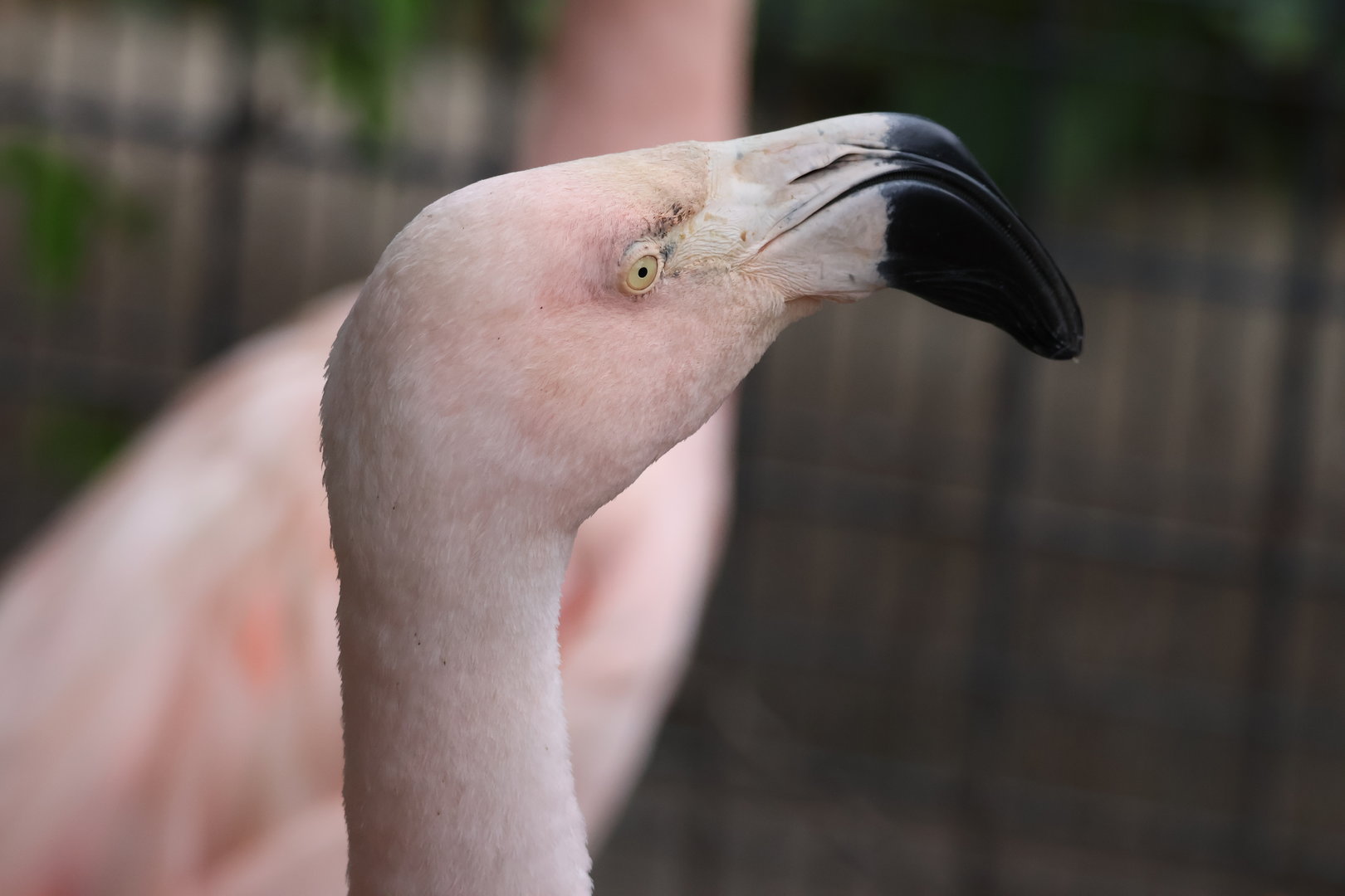 Chilean Flamingo