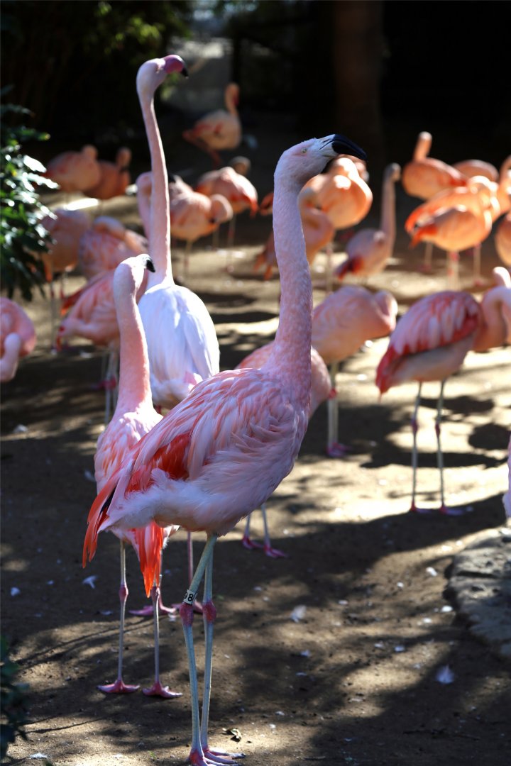 Chilean Flamingo