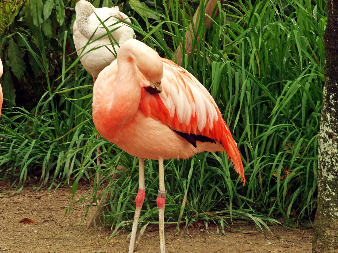 Chilean flamingo