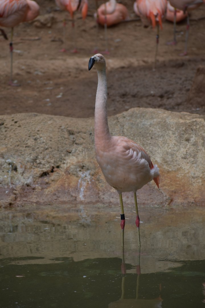 Chilean Flamingo