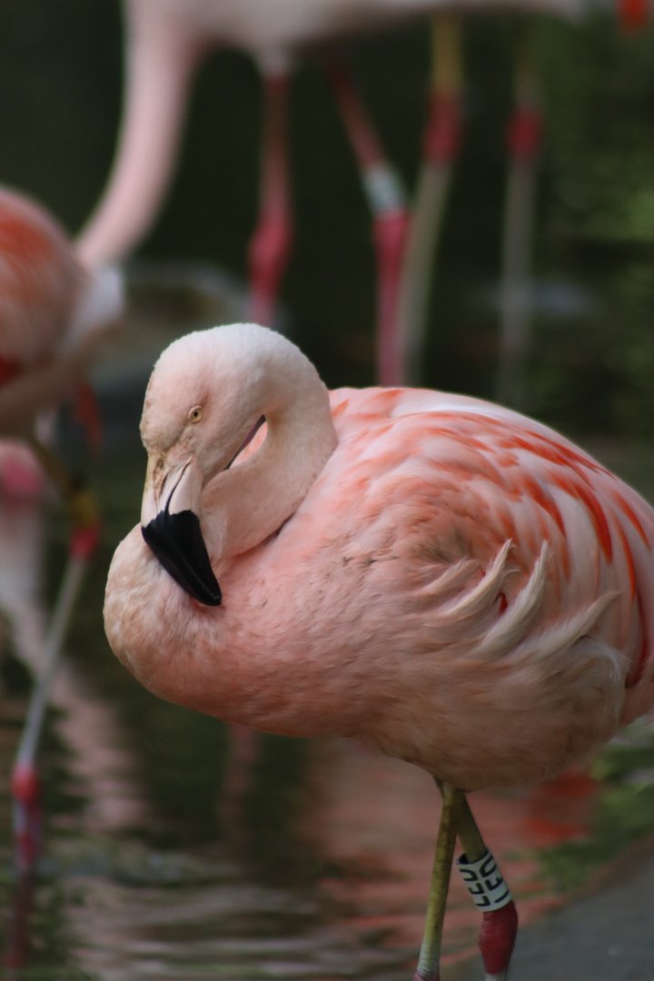 Chilean Flamingo