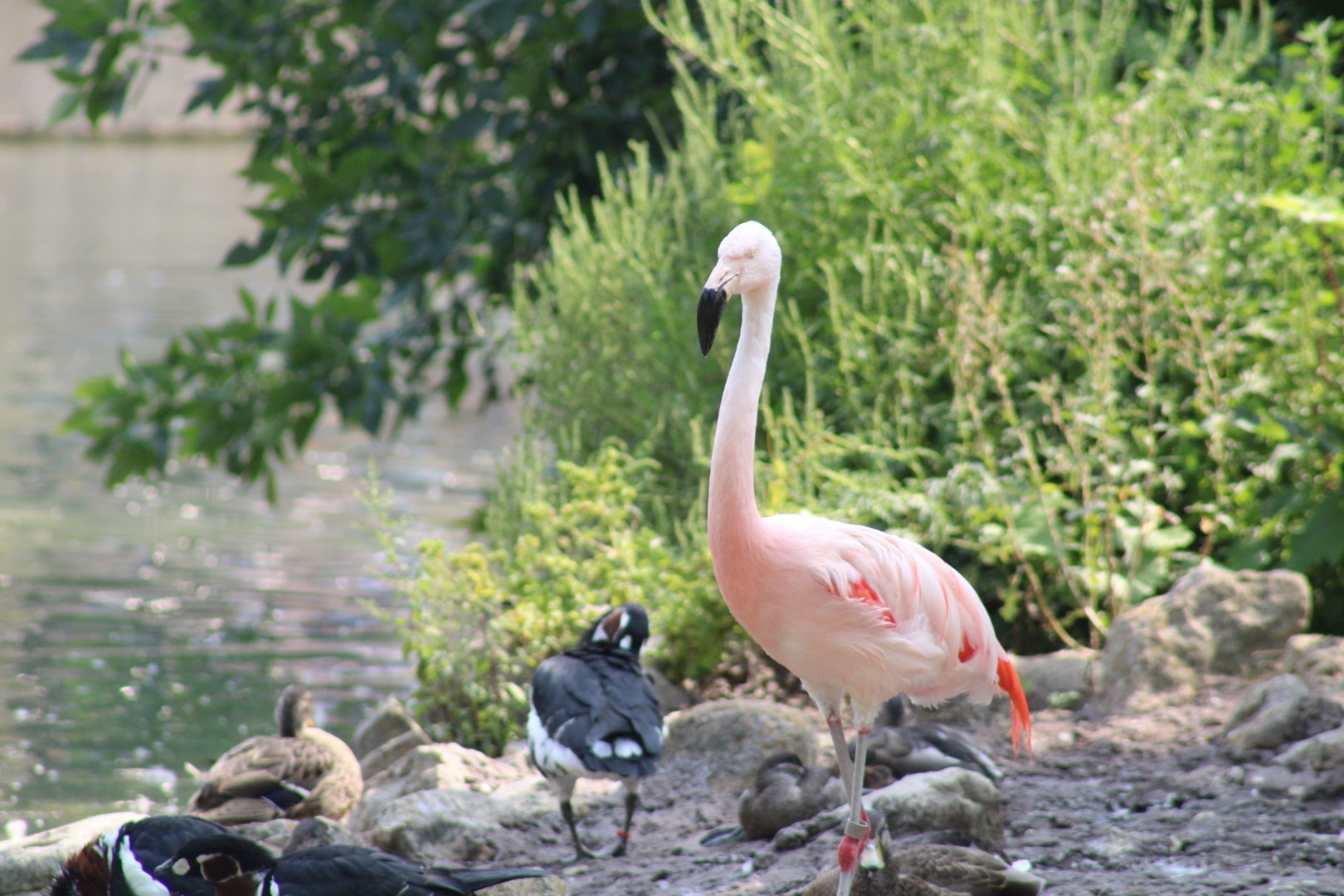 Chilean flamingo
