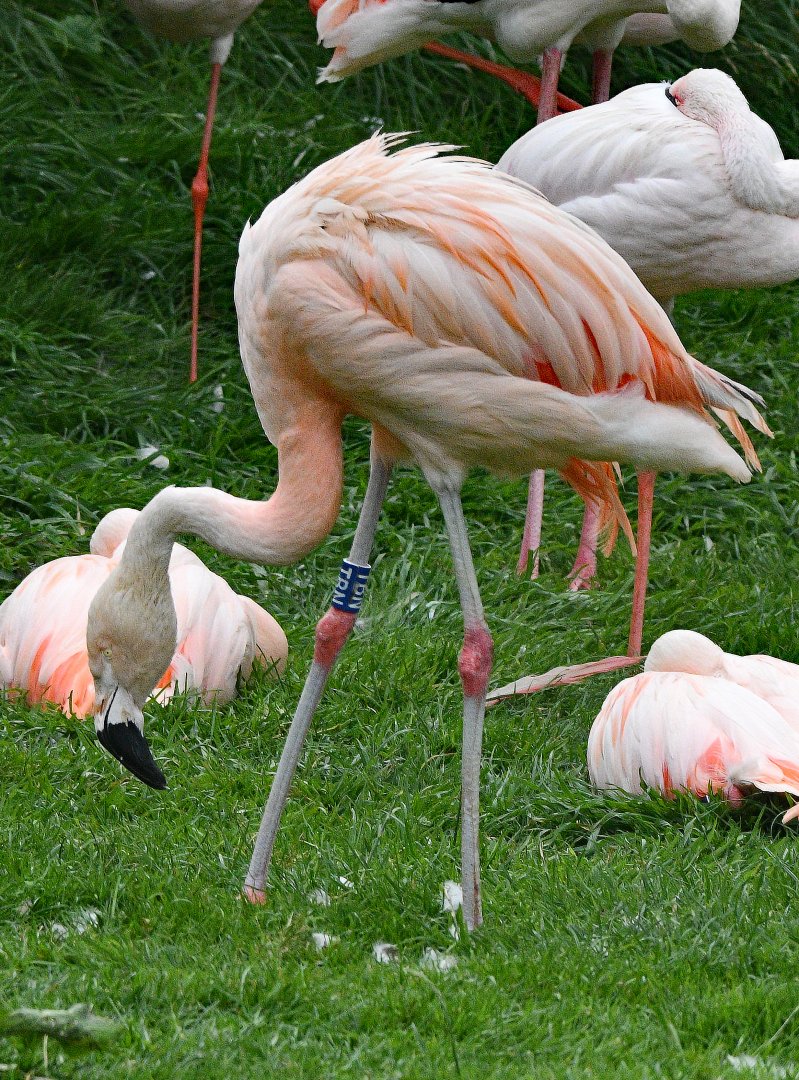 CHILEAN FLAMINGO