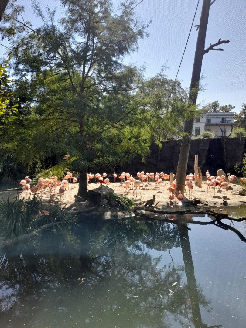 Chilean Flamingo