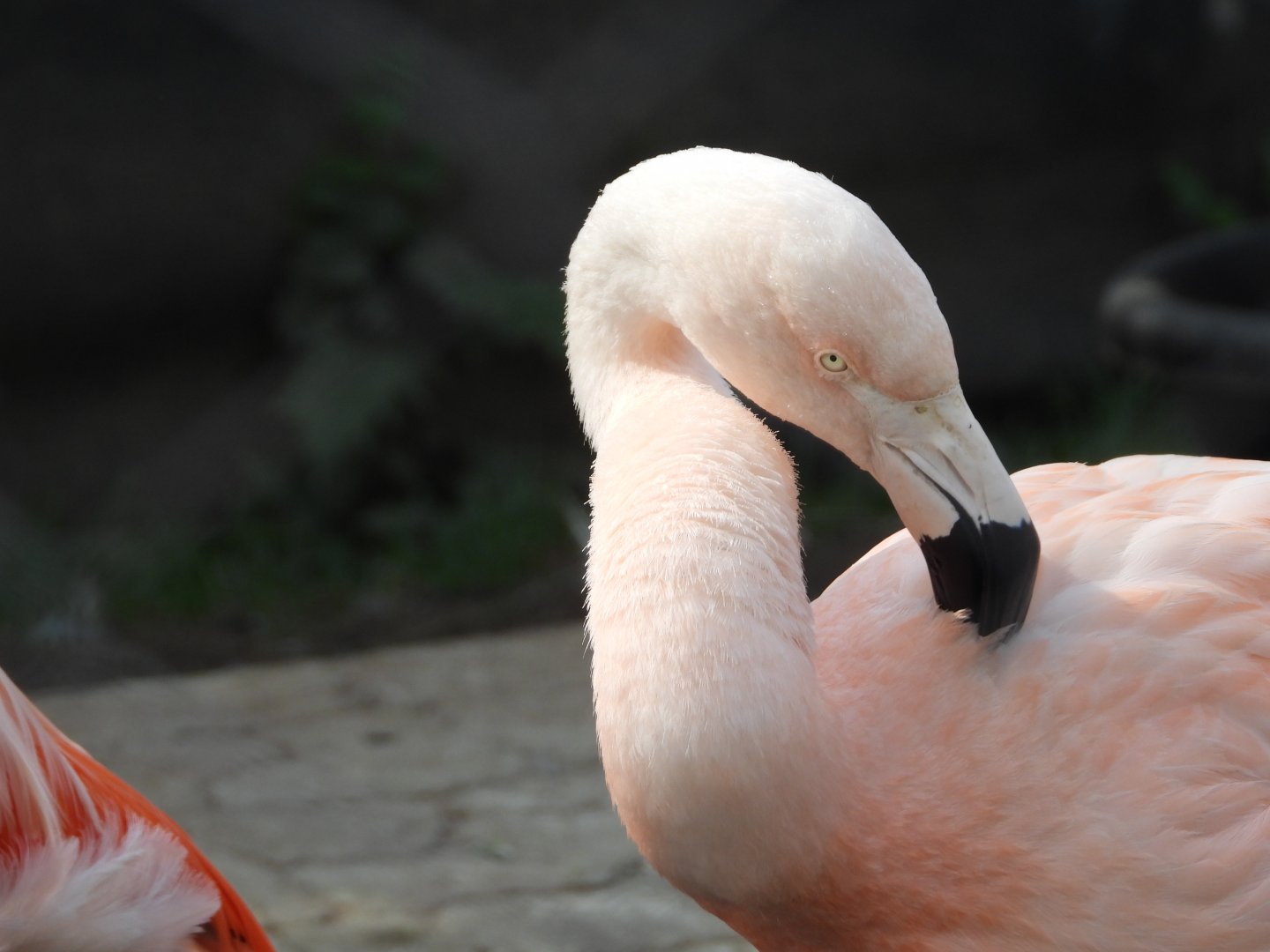 Chilean flamingo