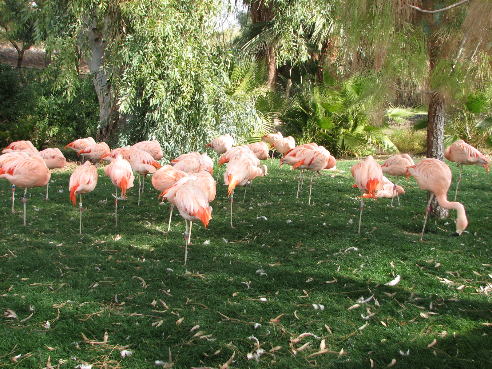 Chilean Flamingo