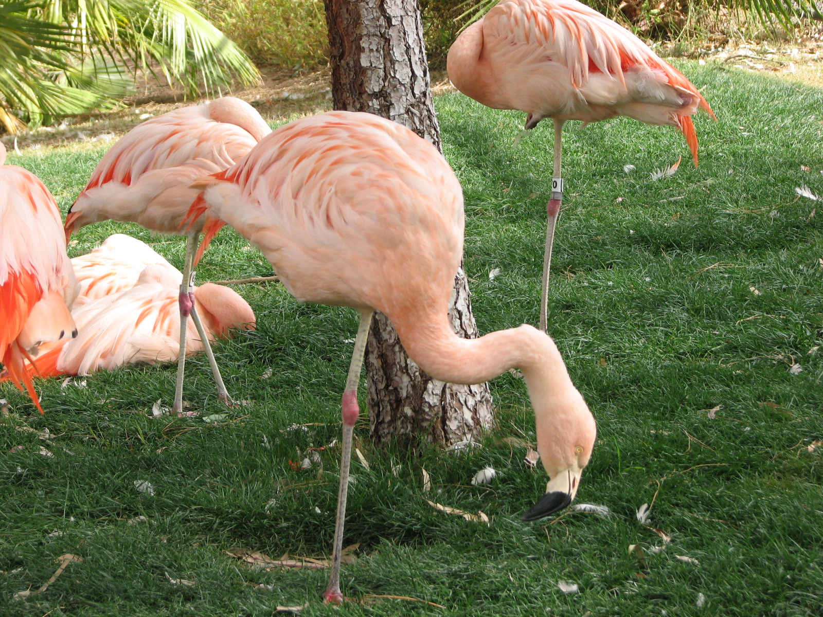 Chilean Flamingo