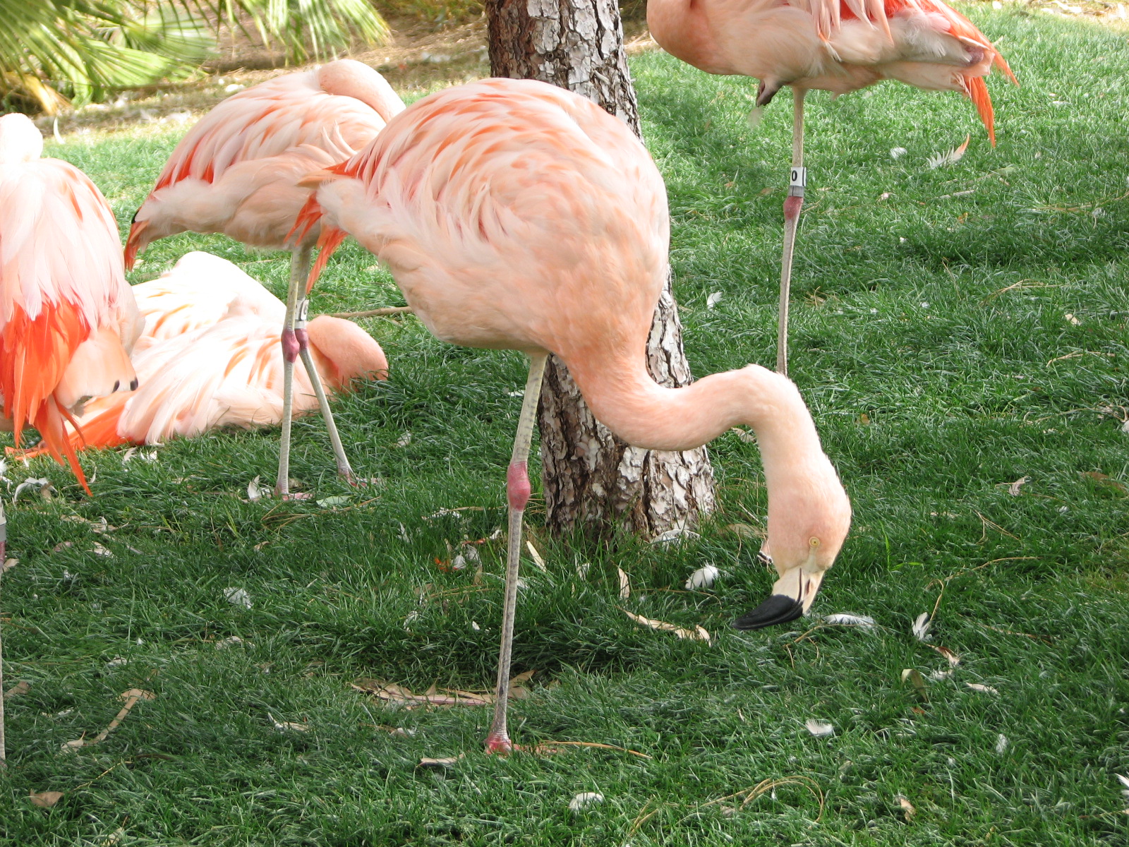 Chilean Flamingo