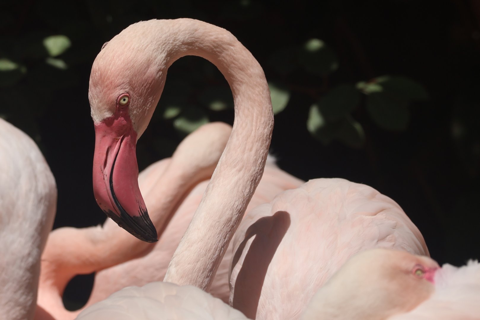 Chilean Flamingo