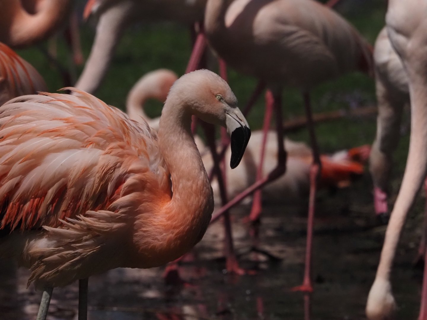 Chilean Flamingo