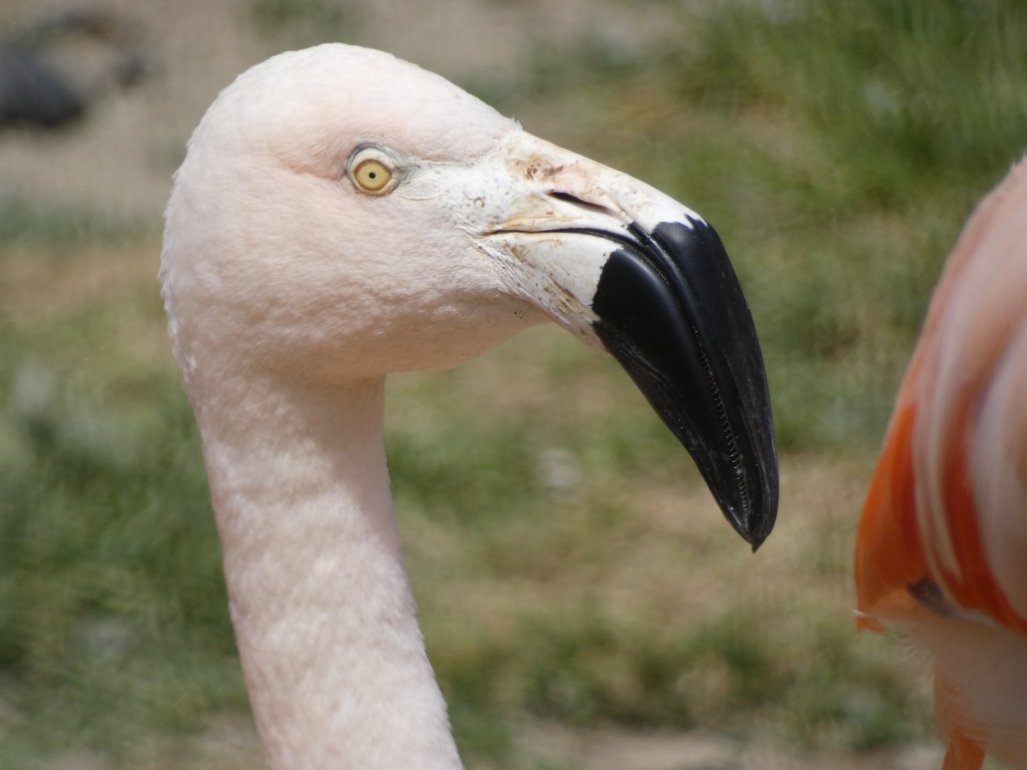 Chilean flamingo