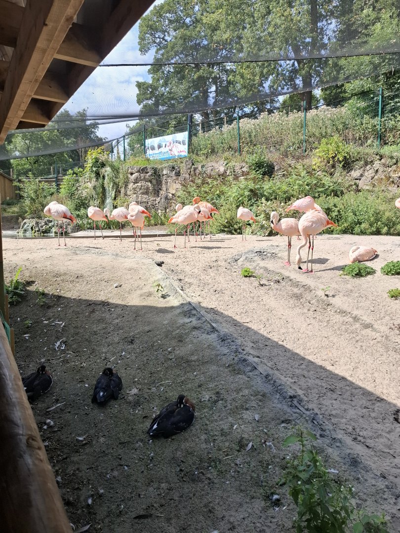 Chilean Flamingo