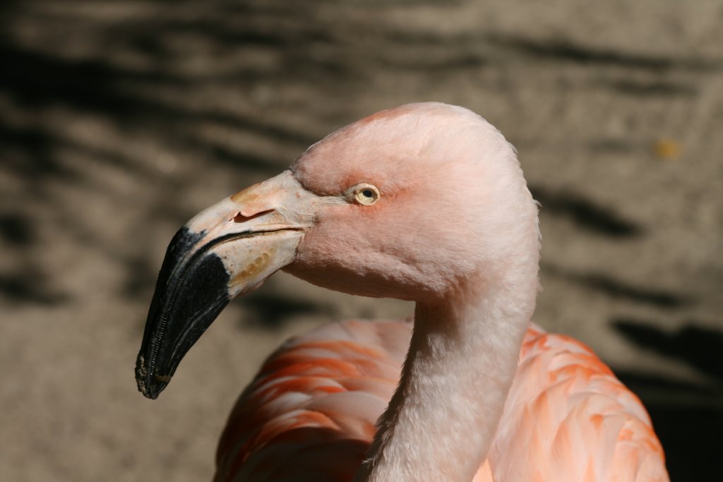 Chilean Flamingo
