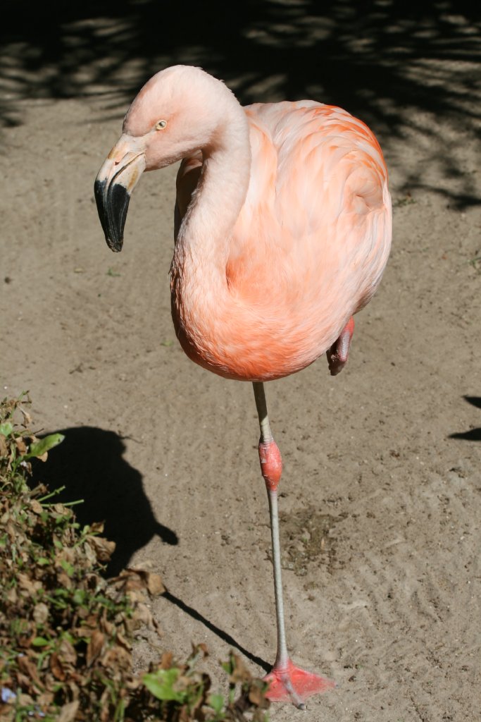 Chilean Flamingo