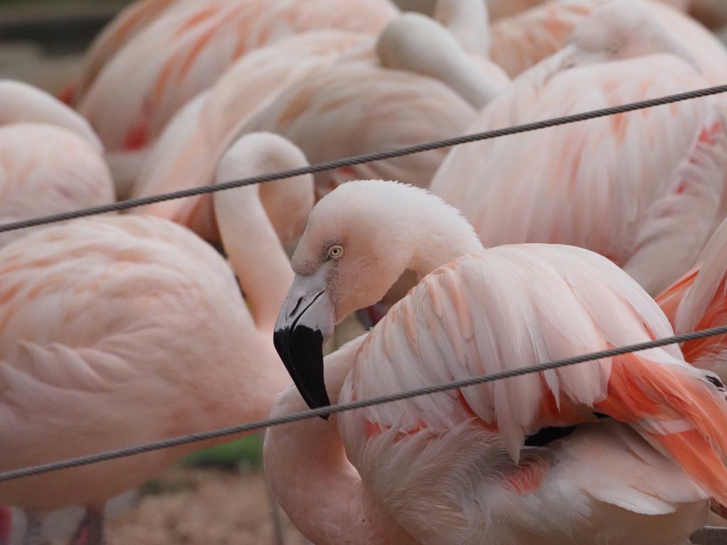 Chilean Flamingoes 1