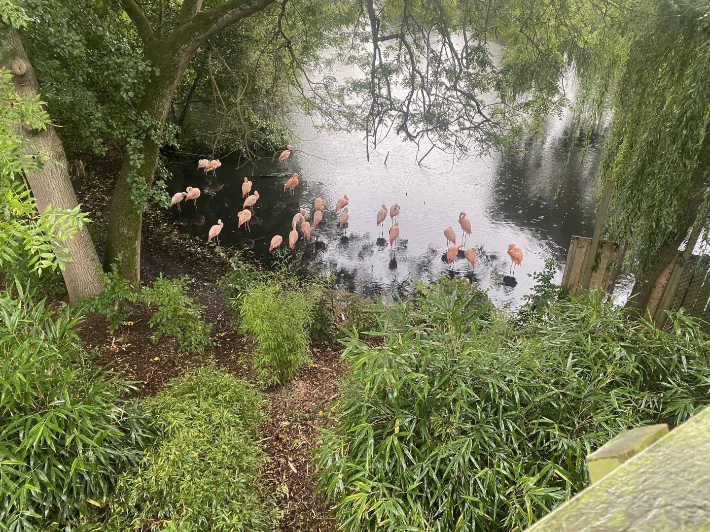 Chilean flamingoes 110925