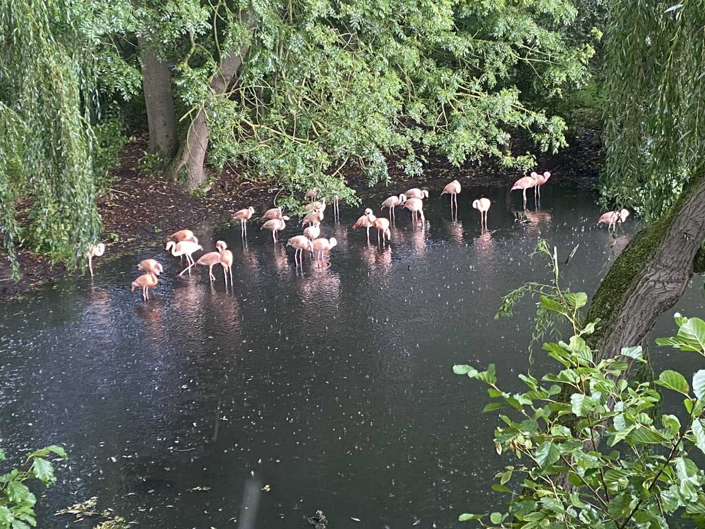 Chilean flamingoes 110925