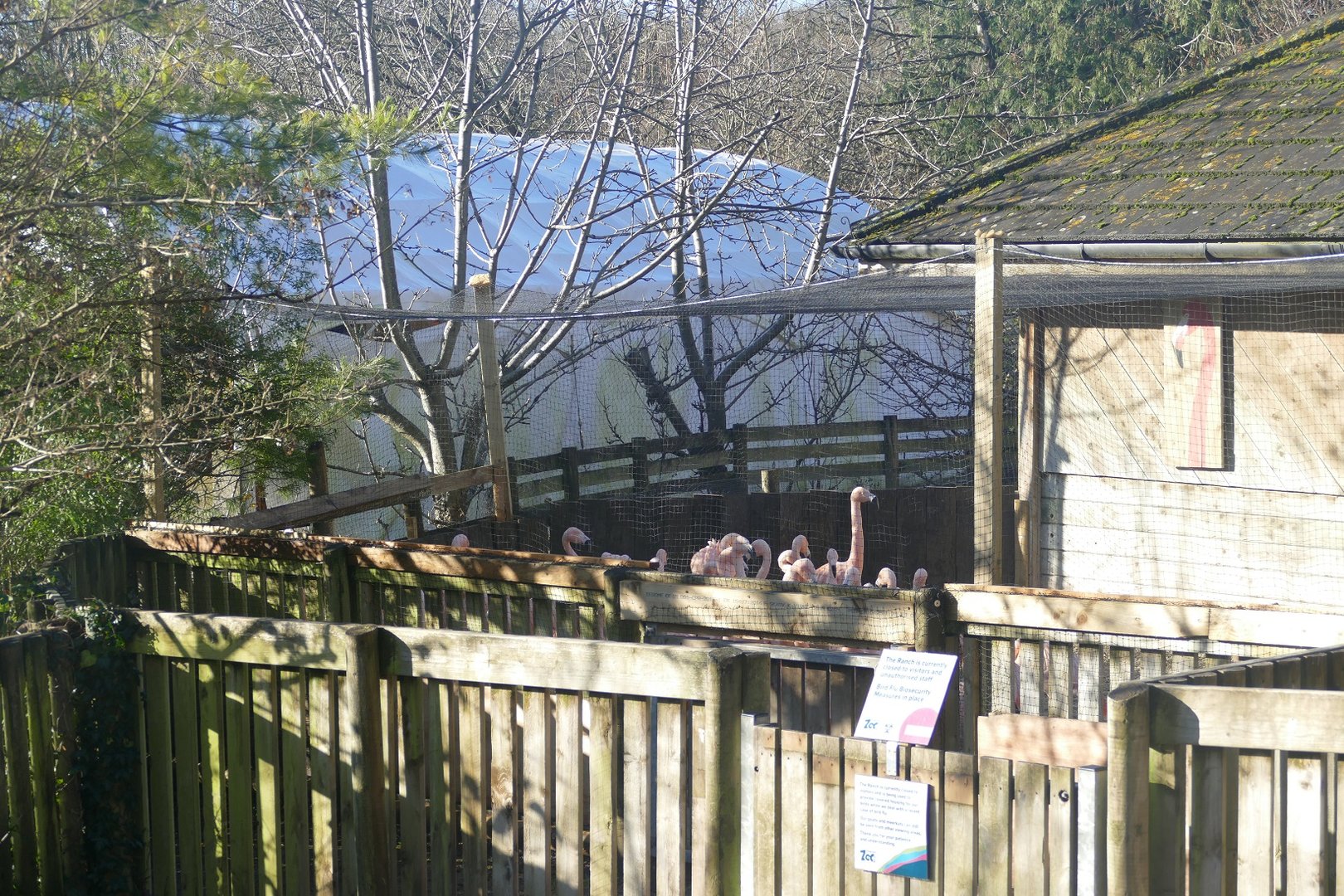 Chilean Flamingoes, 2 January 2023