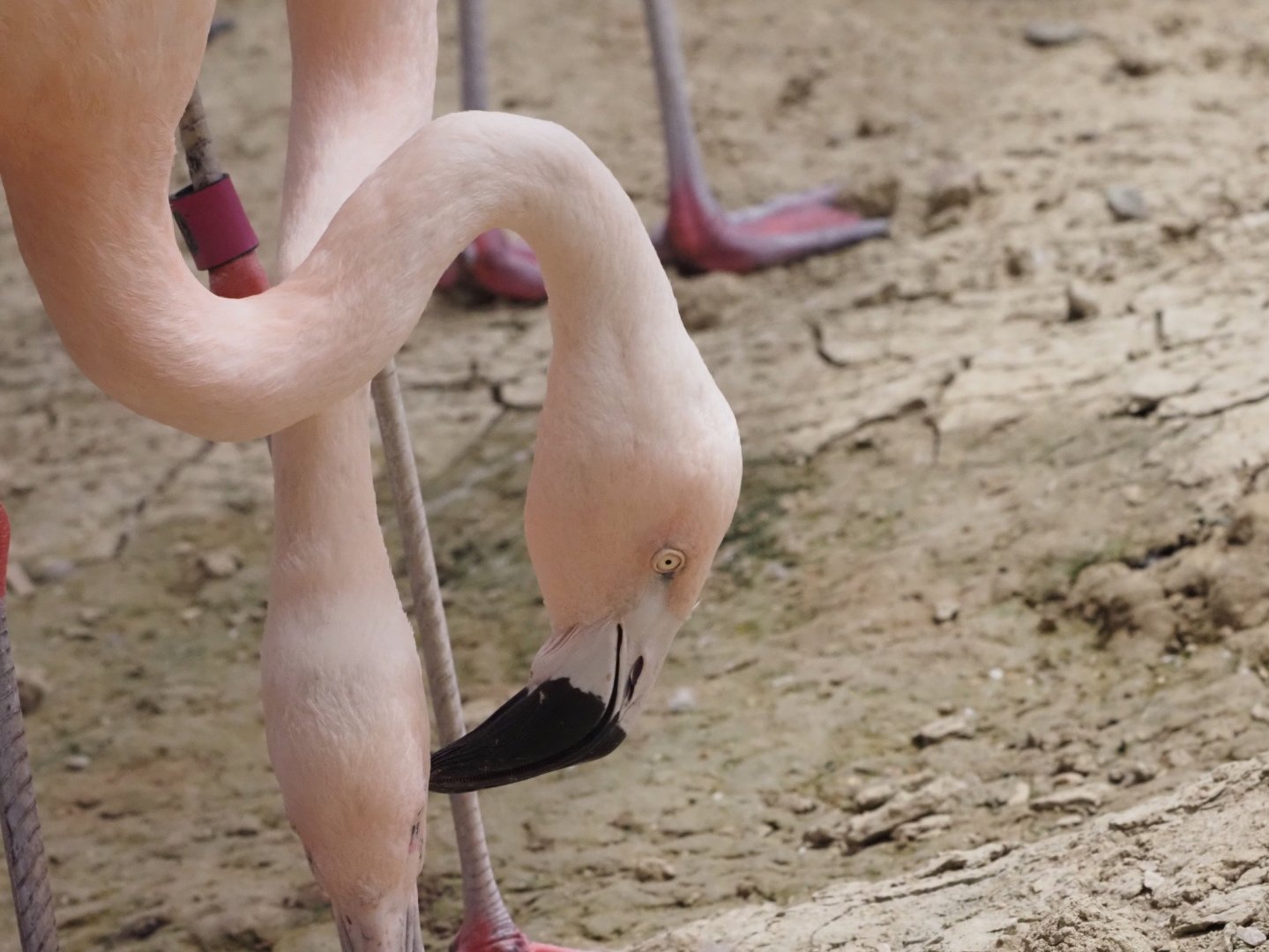 Chilean Flamingoes 2