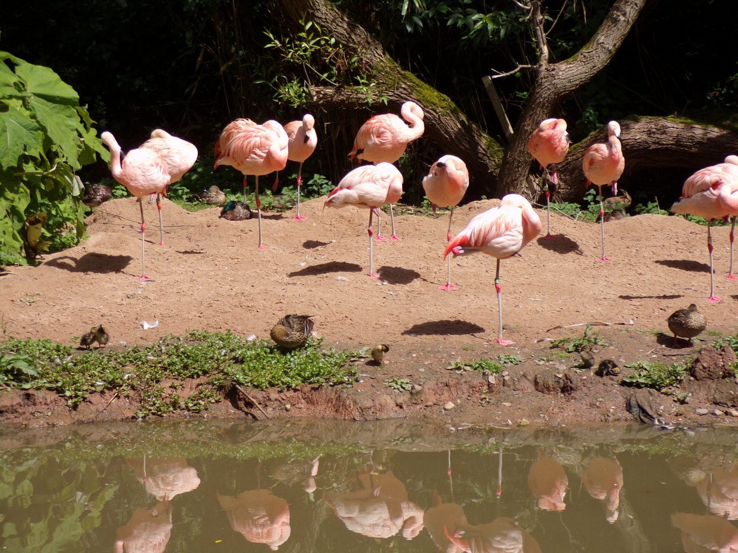 Chilean flamingoes 7.7.24