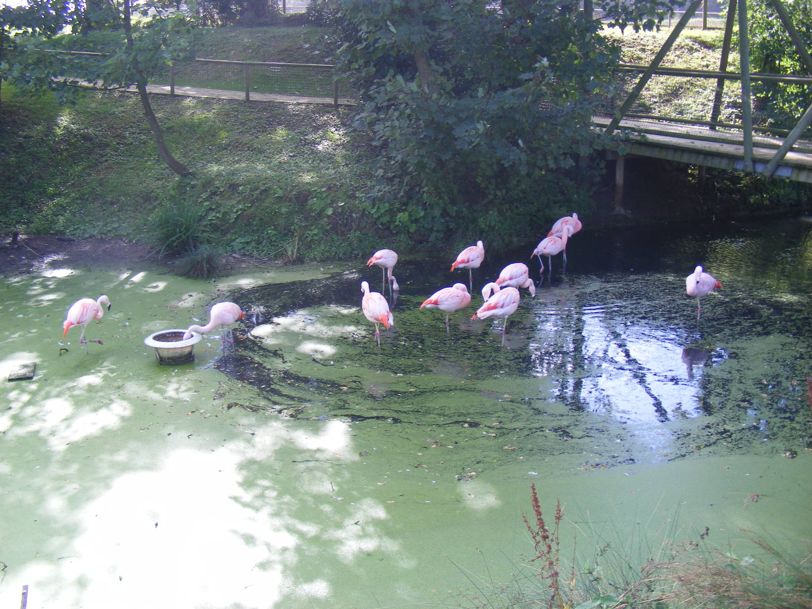 Chilean flamingoes at Amazona Zoo, 15 September 2010