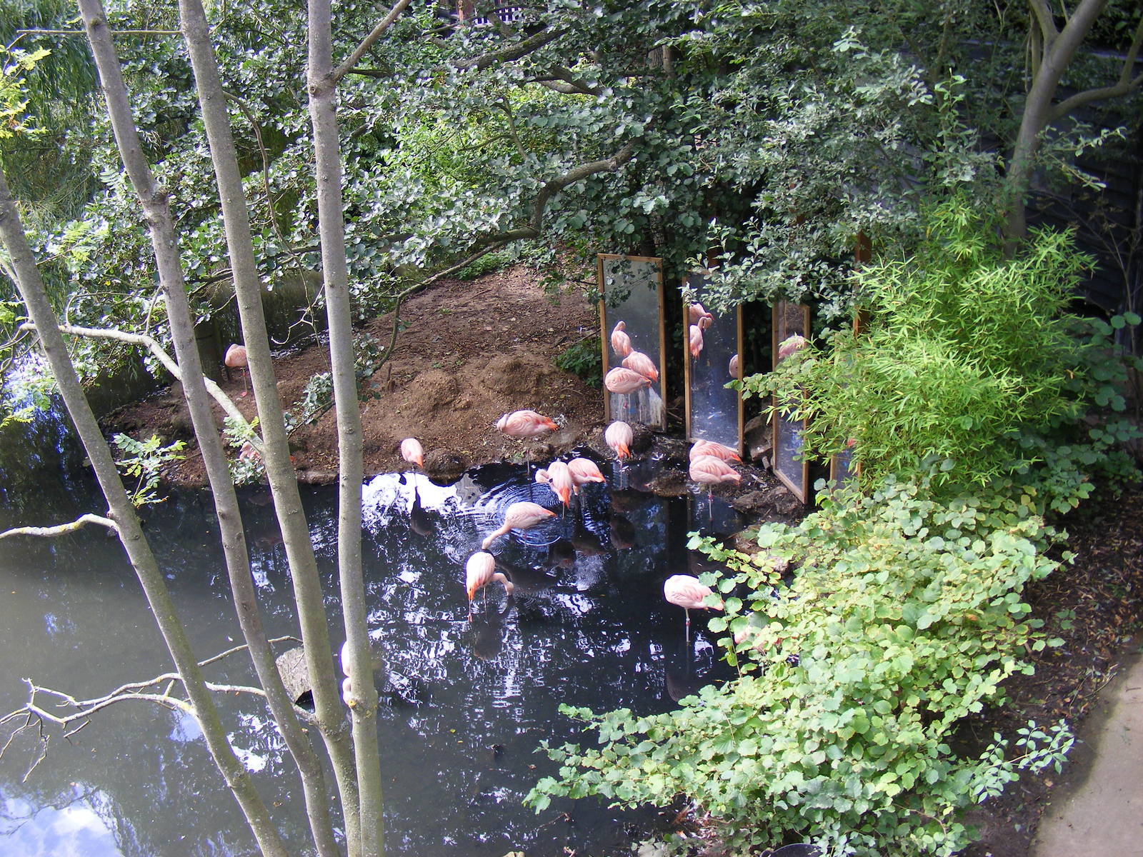 Chilean flamingoes at Colchester Zoo, 17 September 2010