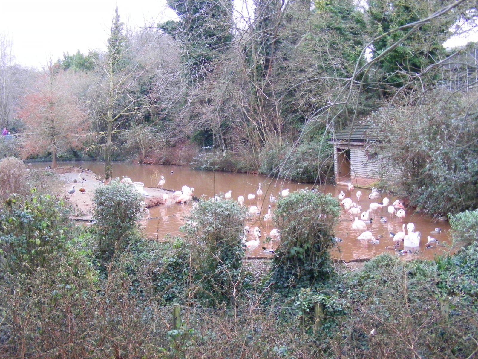 Chilean flamingoes at Paignton Zoo, 31 December 2010