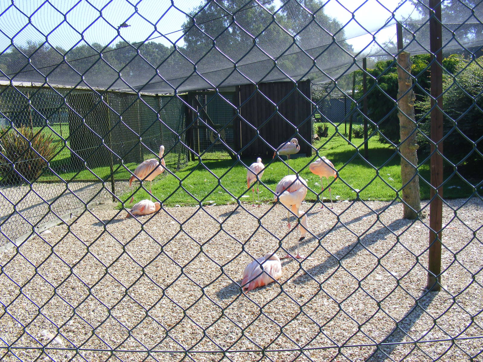 Chilean flamingoes at Paultons Park, 2 October 2011