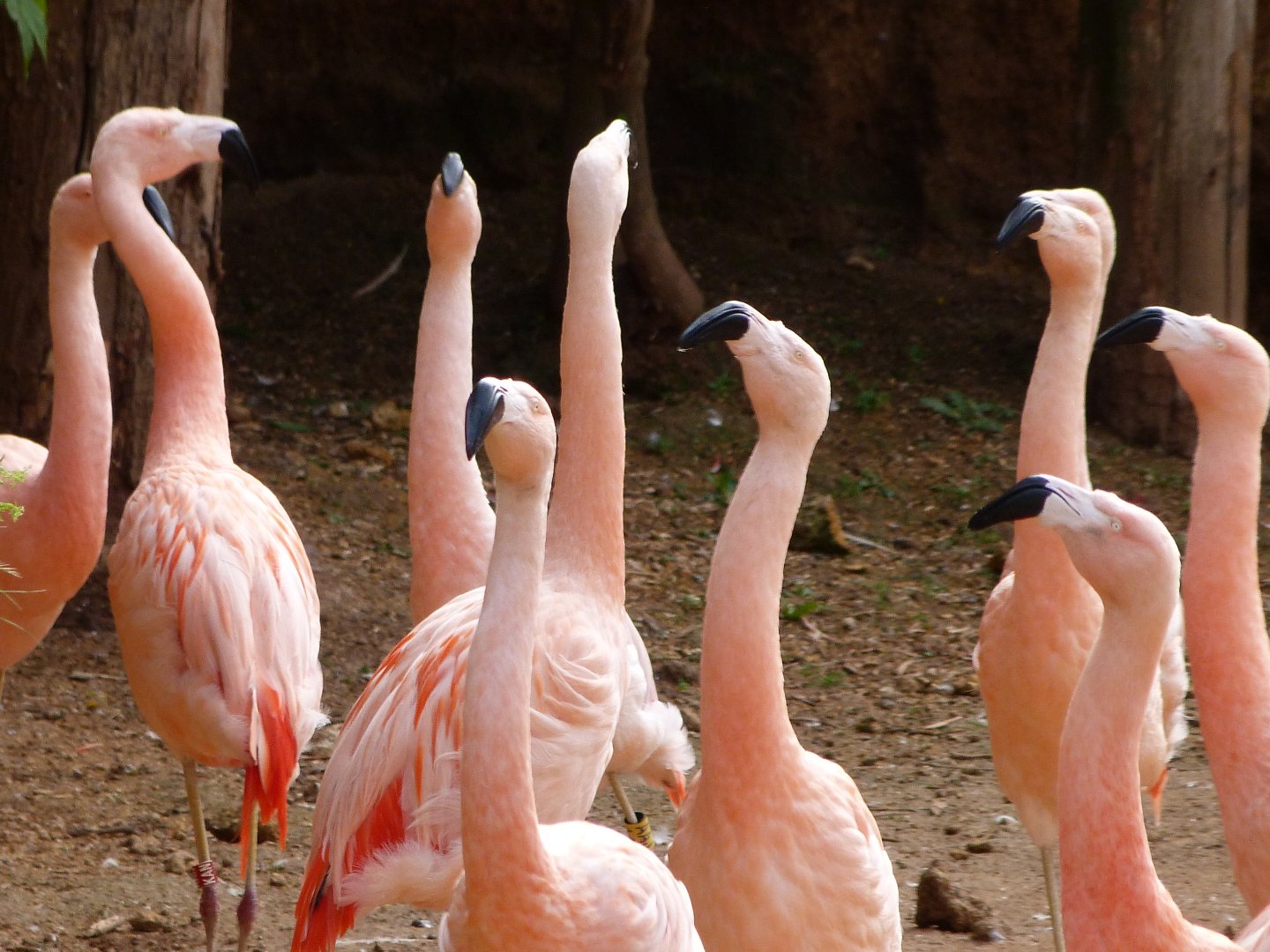 Chilean flamingoes -Bioparc de Doué la Fontaine (2025)