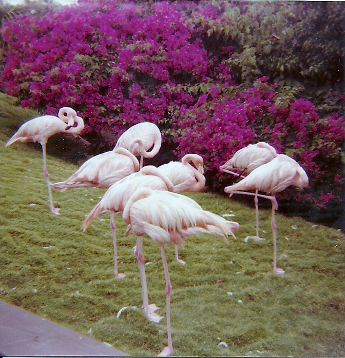 Chilean Flamingoes - Marineland of the Pacific - January 1977 (Closed)