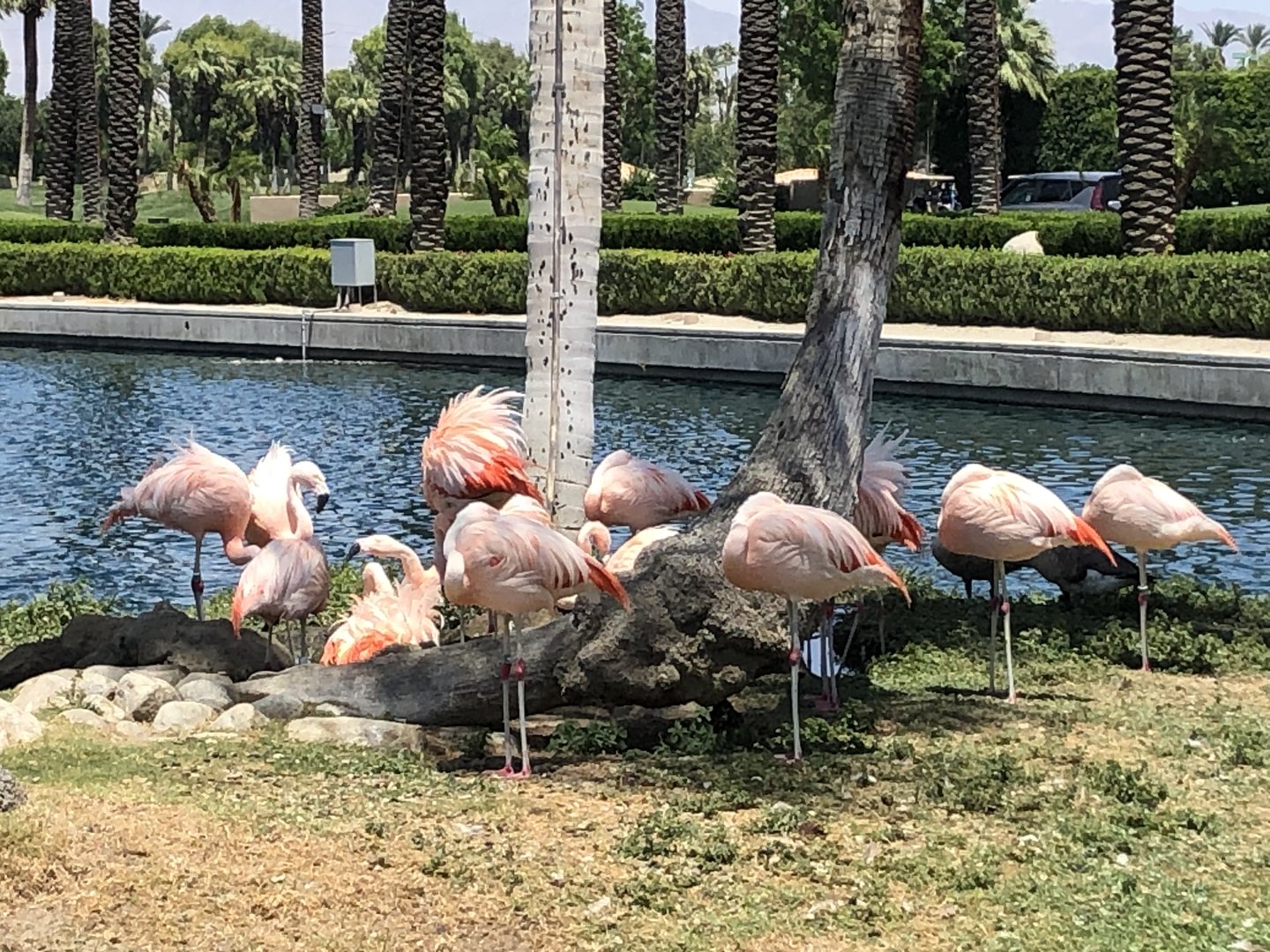 Chilean flamingoes, Phoenicopterus chilensis -- JW Marriott Desert Springs Resort & Spa
