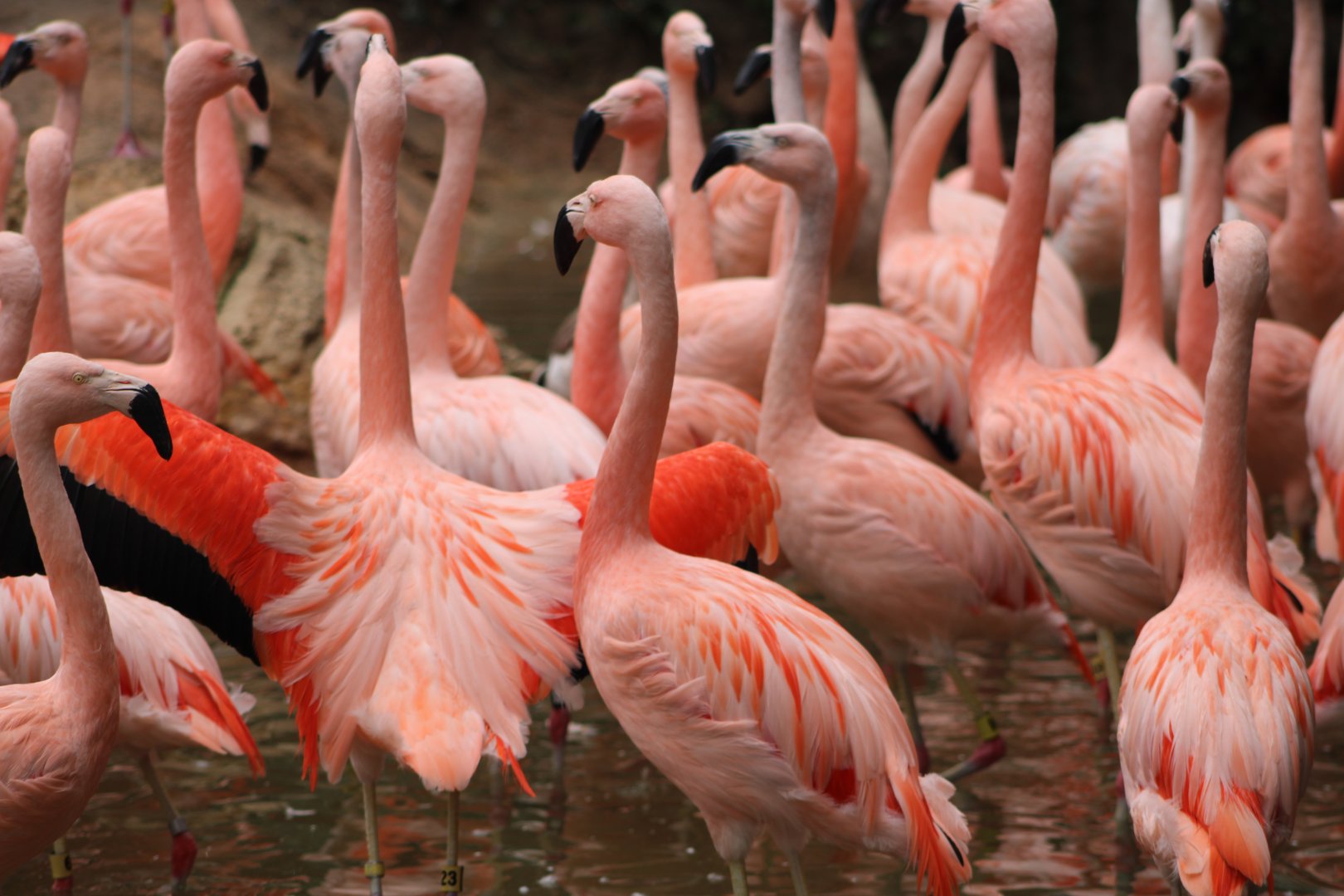 Chilean Flamingoes (Phoenicopterus chilensis)