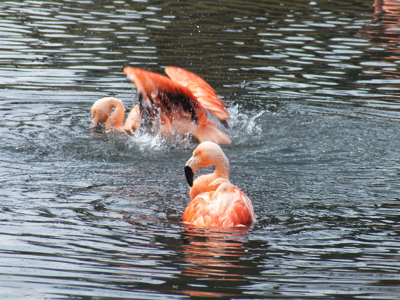 Chilean Flamingoes Splashing in Outdoor area