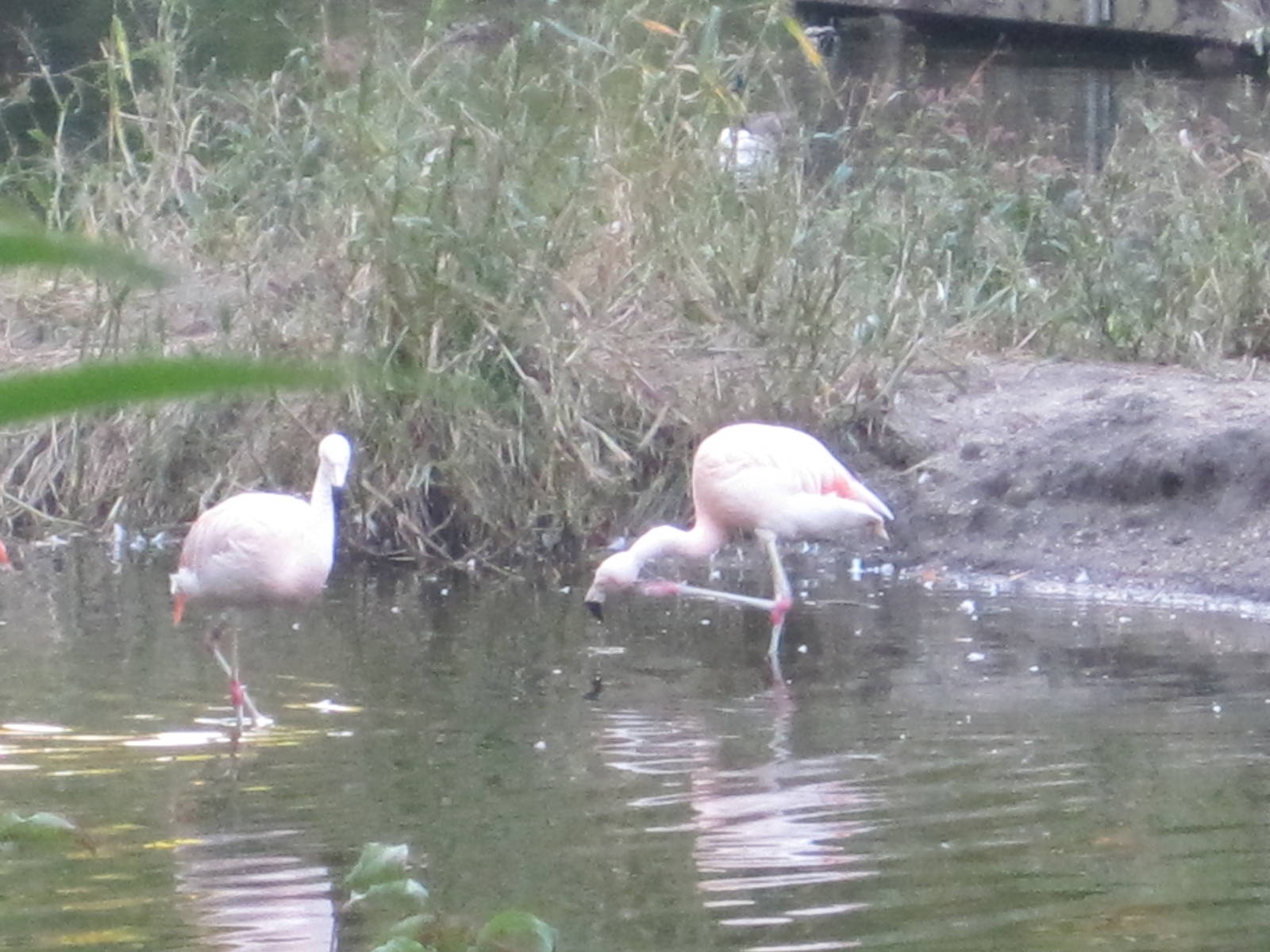 Chilean Flamingoes