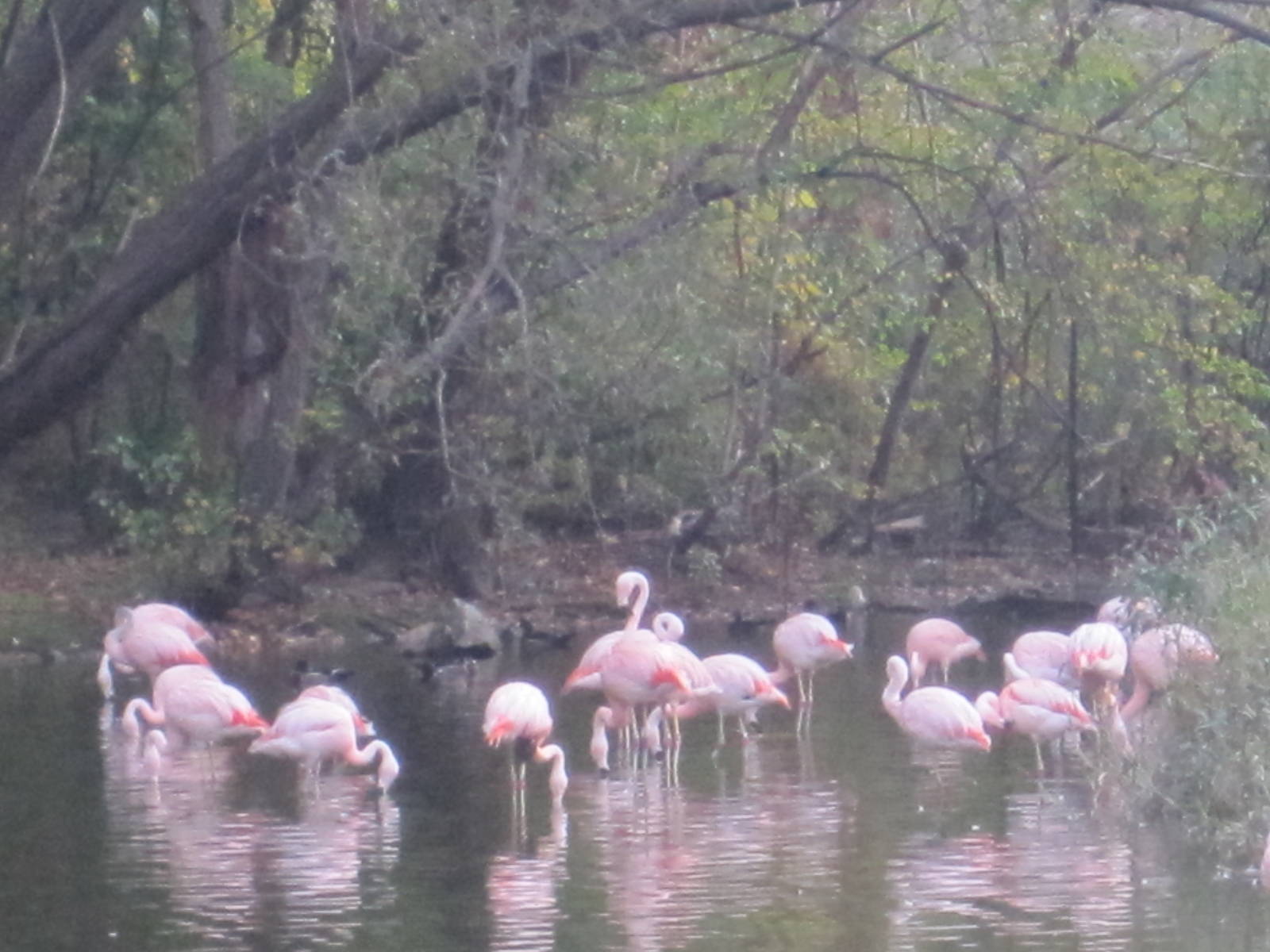 Chilean Flamingoes