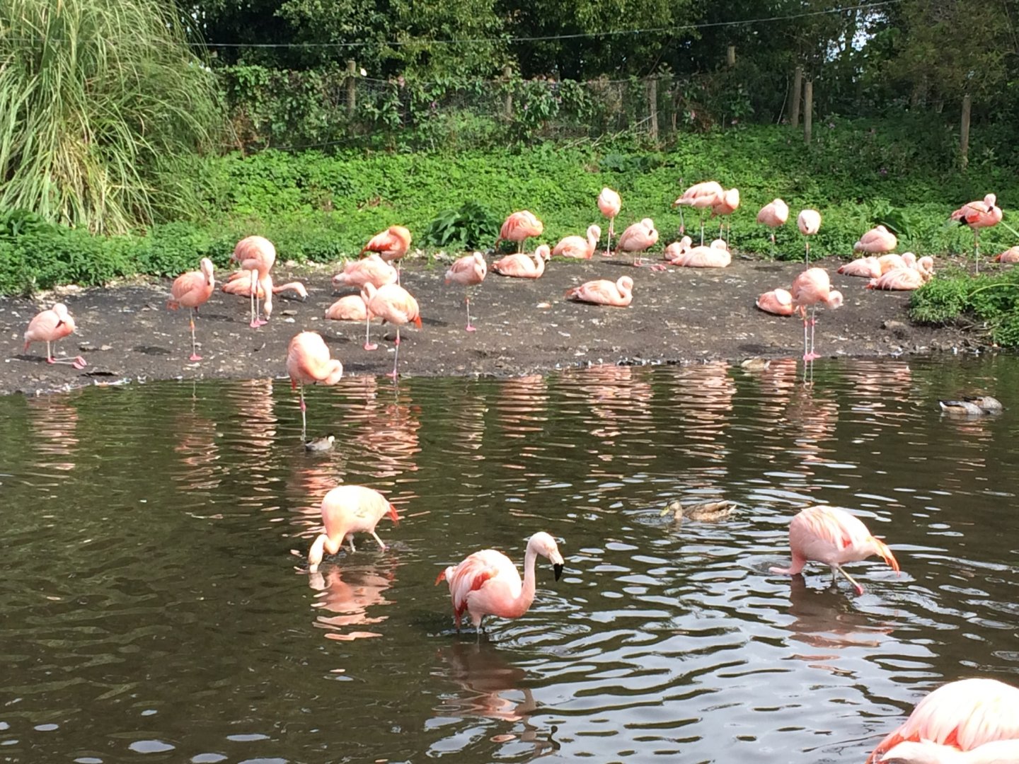 Chilean Flamingoes