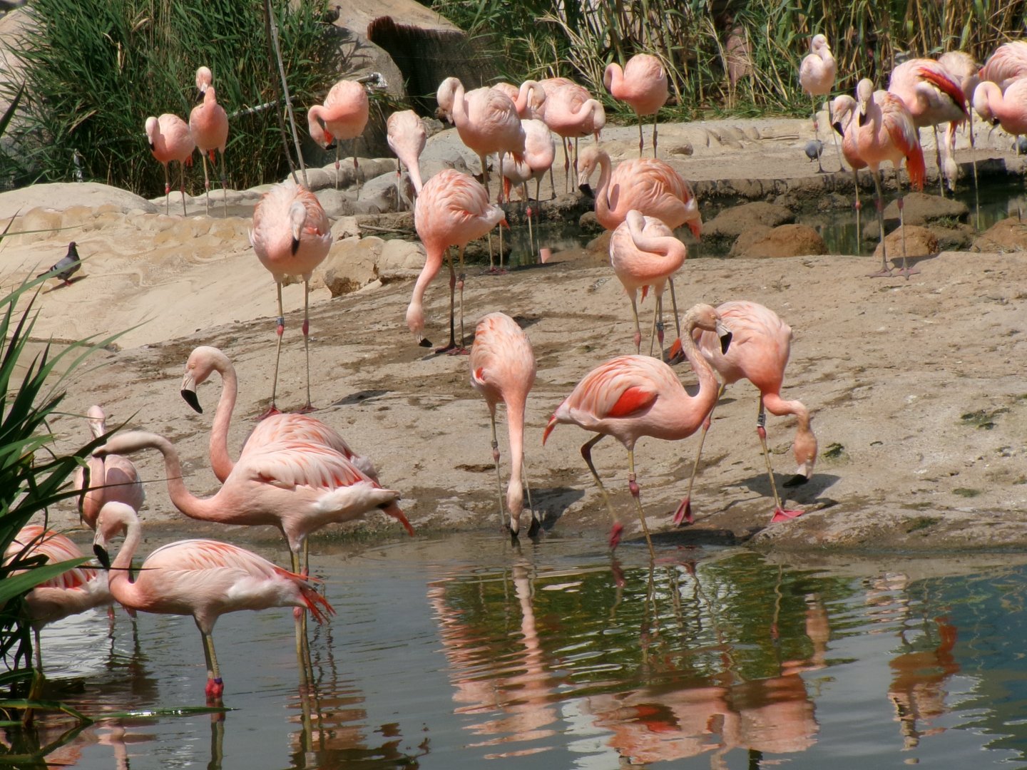 Chilean flamingoes