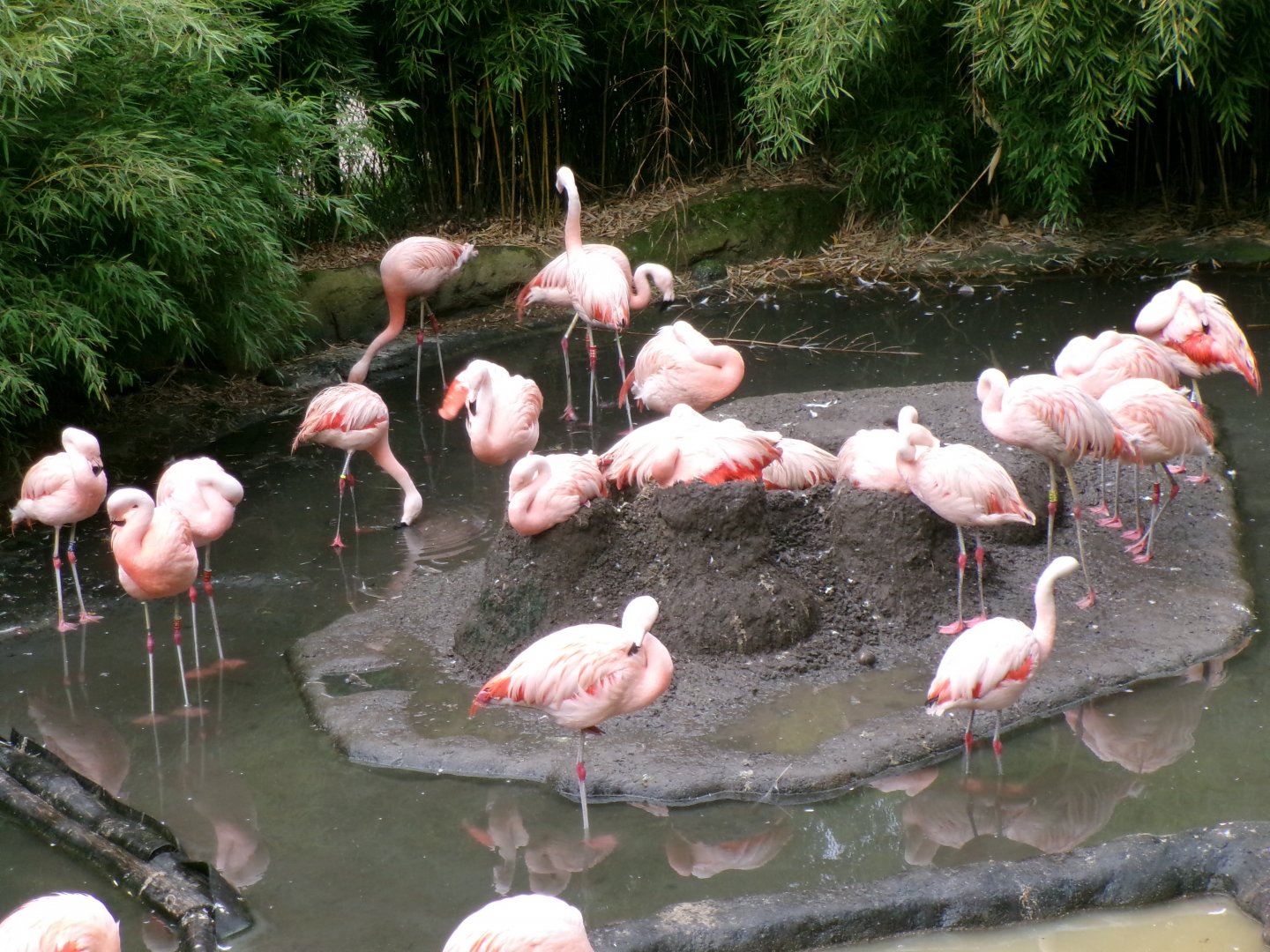 Chilean flamingoes