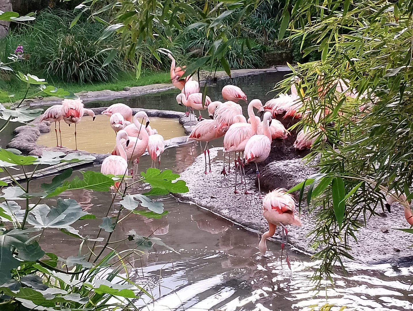 Chilean flamingoes