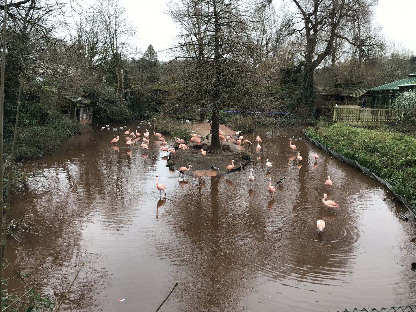 Chilean flamingos 050119