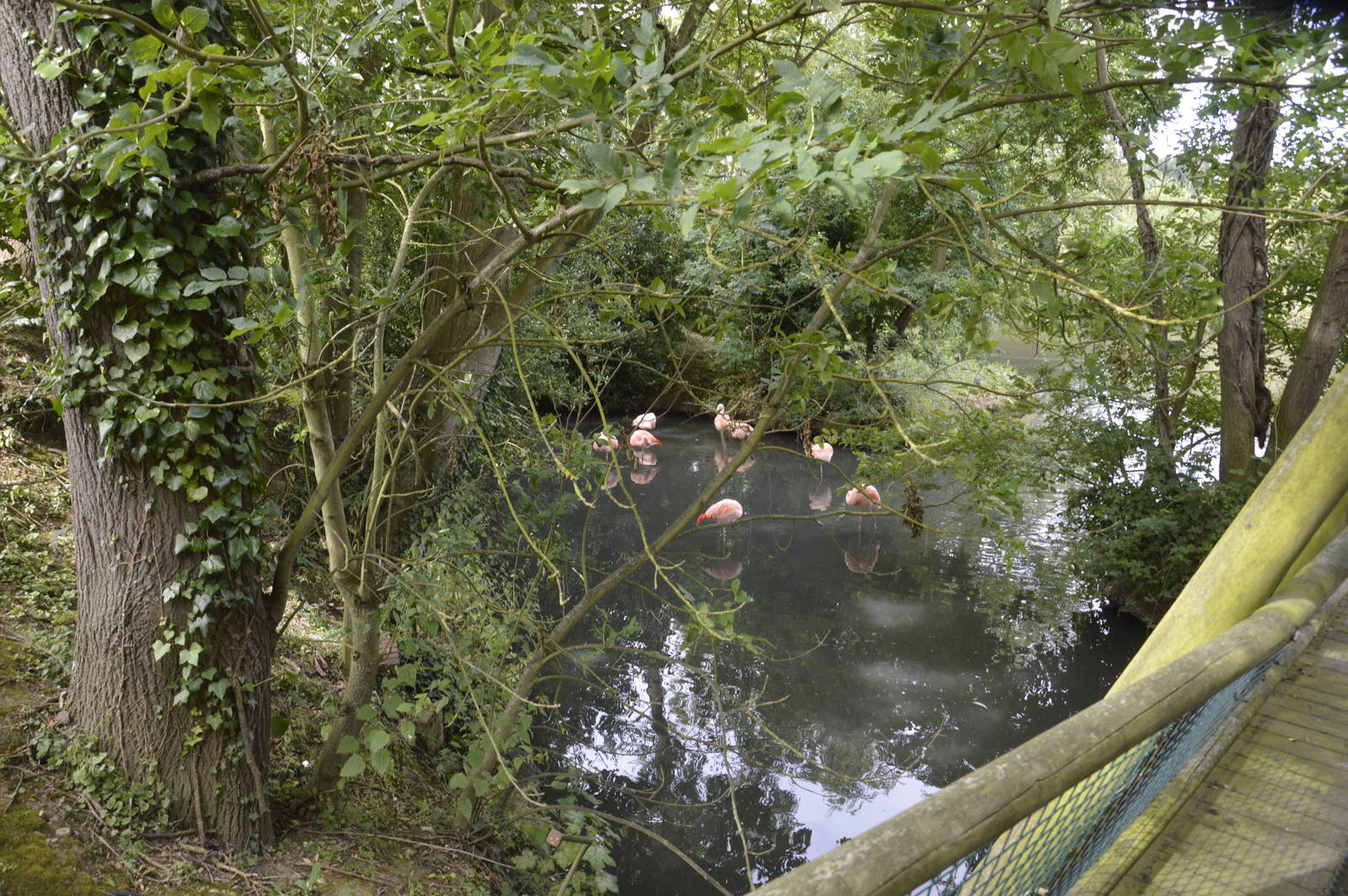Chilean Flamingos 050816